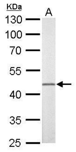 Invitrogen FLI1 Polyclonal Antibody 100 &mu;L; Unconjugated:Antibodies,