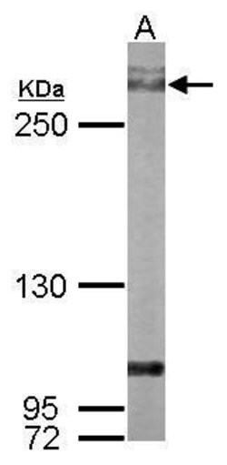 Invitrogen Filamin A alpha-2 Polyclonal Antibody 100 &mu;L; Unconjugated:Antibodies,