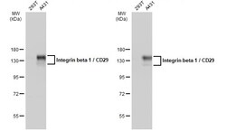 Invitrogen ITGB1 Polyclonal Antibody 100 &mu;L; Unconjugated:Antibodies,