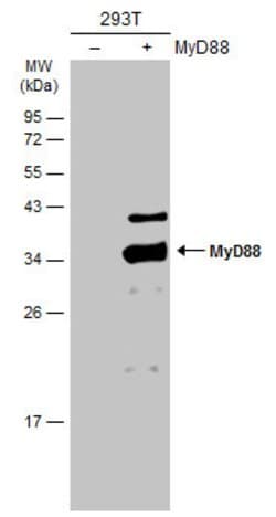 Invitrogen MyD88 Polyclonal Antibody 100 &mu;L; Unconjugated:Antibodies,