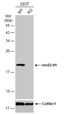 Invitrogen NME1 Polyclonal Antibody 100 μL; Unconjugated:Antibodies,
