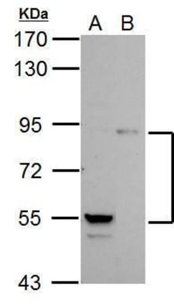 Invitrogen PI3K p85 alpha Polyclonal Antibody 100 &mu;L; Unconjugated:Antibodies,