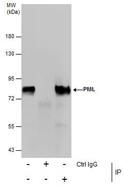 Invitrogen PML Polyclonal Antibody 100 &mu;L; Unconjugated:Antibodies,