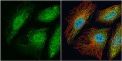 Invitrogen TRAF6 Polyclonal Antibody 100 &mu;L; Unconjugated:Antibodies,