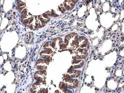 Invitrogen TRAF6 Polyclonal Antibody 100 &mu;L; Unconjugated:Antibodies,