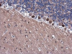 Invitrogen TRAF6 Polyclonal Antibody 100 &mu;L; Unconjugated:Antibodies,