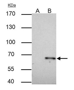 Invitrogen TRAF6 Polyclonal Antibody 100 &mu;L; Unconjugated:Antibodies,