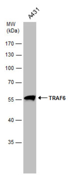 Invitrogen TRAF6 Polyclonal Antibody 100 &mu;L; Unconjugated:Antibodies,