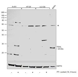 Invitrogen TRAIL Polyclonal Antibody 100 μL; Unconjugated:Antibodies,