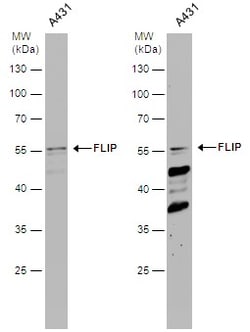Invitrogen FLIP Polyclonal Antibody 100 &mu;L; Unconjugated:Anticuerpos