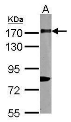 Invitrogen CD11b Polyclonal Antibody 100 &mu;L; Unconjugated:Antibodies,