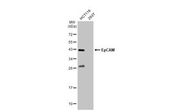 Invitrogen EpCAM Polyclonal Antibody 100 &mu;L; Unconjugated:Antibodies,