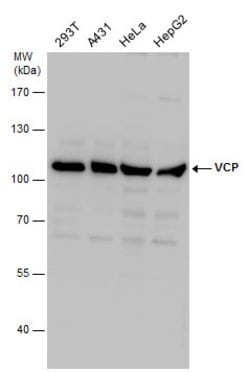 Invitrogen VCP Polyclonal Antibody 100 &mu;L; Unconjugated:Antibodies,