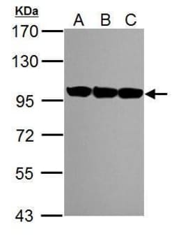 Invitrogen VCP Polyclonal Antibody 100 &mu;L; Unconjugated:Antibodies,