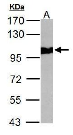 Invitrogen VCP Polyclonal Antibody 100 &mu;L; Unconjugated:Antibodies,