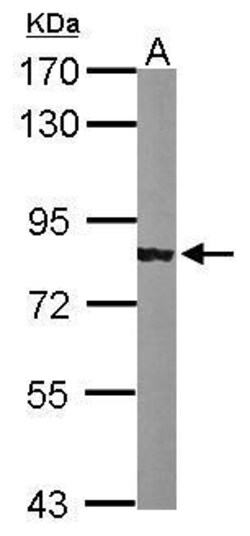 Invitrogen alpha Adducin Polyclonal Antibody 100 &mu;L; Unconjugated:Antibodies,
