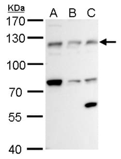 Invitrogen alpha Adducin Polyclonal Antibody 100 &mu;L; Unconjugated:Antibodies,