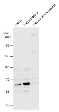 cIAP2 Polyclonal Antibody:Antibodies, Polyclonal