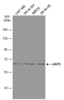 cIAP2 Polyclonal Antibody:Antibodies, Polyclonal