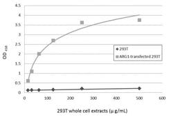 Invitrogen Arginase 1 Polyclonal Antibody 100 &mu;L; Unconjugated:Antibodies,