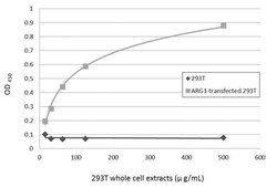 Invitrogen Arginase 1 Polyclonal Antibody 100 &mu;L; Unconjugated:Antibodies,