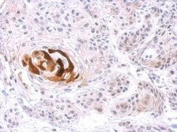 Invitrogen Arginase 1 Polyclonal Antibody 100 &mu;L; Unconjugated:Antibodies,