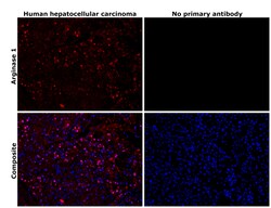 Invitrogen Arginase 1 Polyclonal Antibody 100 &mu;L; Unconjugated:Antibodies,