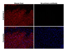 Invitrogen Arginase 1 Polyclonal Antibody 100 &mu;L; Unconjugated:Antibodies,