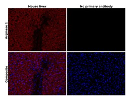 Invitrogen Arginase 1 Polyclonal Antibody 100 &mu;L; Unconjugated:Antibodies,