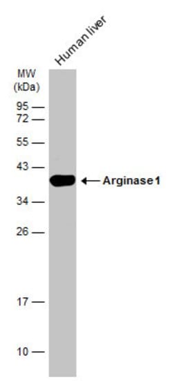 Invitrogen Arginase 1 Polyclonal Antibody 100 &mu;L; Unconjugated:Antibodies,