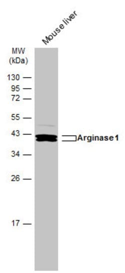 Invitrogen Arginase 1 Polyclonal Antibody 100 &mu;L; Unconjugated:Antibodies,