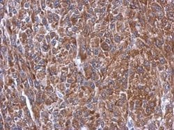 Invitrogen Caspase 10 Polyclonal Antibody 100 &mu;L; Unconjugated:Antibodies,