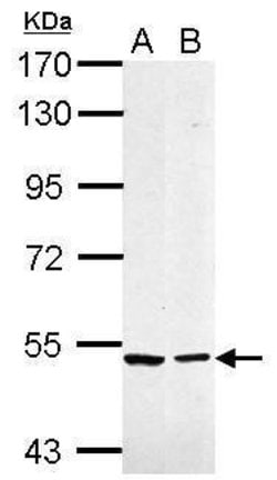 Invitrogen Caspase 10 Polyclonal Antibody 100 &mu;L; Unconjugated:Antibodies,