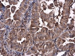 Invitrogen Caspase 10 Polyclonal Antibody 100 &mu;L; Unconjugated:Antibodies,