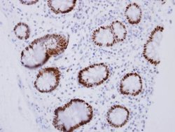 Invitrogen CDX2 Polyclonal Antibody 100 &mu;L; Unconjugated:Antibodies,