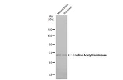 Invitrogen ChAT Polyclonal Antibody 100 &mu;L; Unconjugated:Antibodies,