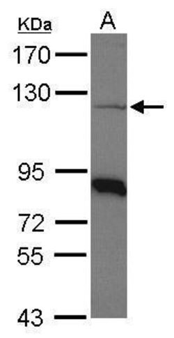 Invitrogen beta COP Polyclonal Antibody 100 &mu;L; Unconjugated:Antibodies,