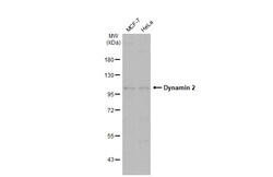 Invitrogen Dynamin 2 Polyclonal Antibody 100 &mu;L; Unconjugated:Antibodies,