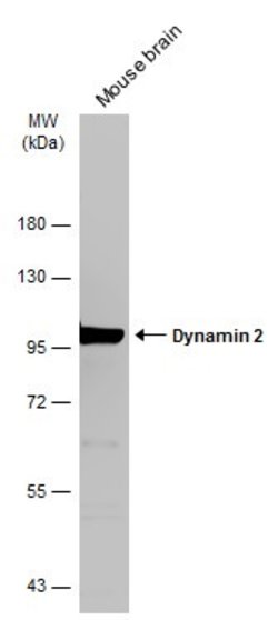 Invitrogen Dynamin 2 Polyclonal Antibody 100 &mu;L; Unconjugated:Antibodies,