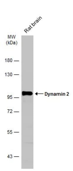 Invitrogen Dynamin 2 Polyclonal Antibody 100 &mu;L; Unconjugated:Antibodies,