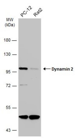 Invitrogen Dynamin 2 Polyclonal Antibody 100 &mu;L; Unconjugated:Antibodies,