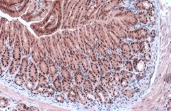 Invitrogen GATA4 Polyclonal Antibody 100 &mu;L; Unconjugated:Antibodies,