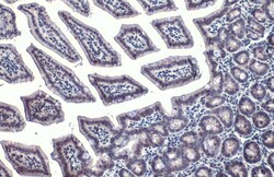 Invitrogen GATA4 Polyclonal Antibody 100 &mu;L; Unconjugated:Antibodies,