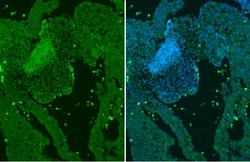 Invitrogen GATA4 Polyclonal Antibody 100 &mu;L; Unconjugated:Antibodies,