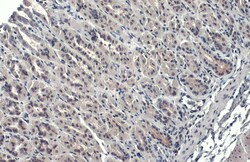Invitrogen GATA4 Polyclonal Antibody 100 &mu;L; Unconjugated:Antibodies,