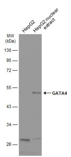 Invitrogen GATA4 Polyclonal Antibody 100 &mu;L; Unconjugated:Antibodies,