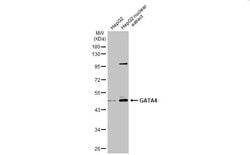 Invitrogen GATA4 Polyclonal Antibody 100 &mu;L; Unconjugated:Antibodies,