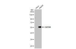 Invitrogen GATA4 Polyclonal Antibody 100 &mu;L; Unconjugated:Antibodies,