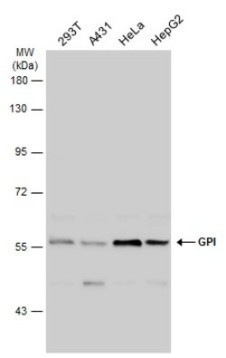 Invitrogen GPI Polyclonal Antibody 100 &mu;L | Buy Online | Invitrogen&trade; | Fisher Scientific