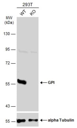 Invitrogen GPI Polyclonal Antibody 100 &mu;L | Buy Online | Invitrogen&trade; | Fisher Scientific
